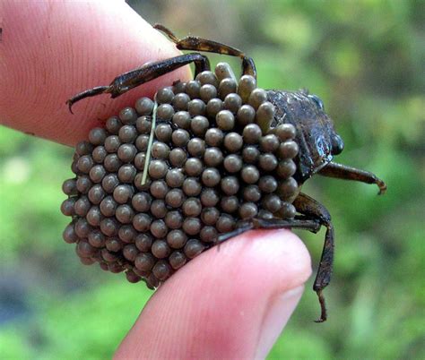 Beetle Eggs Pin It 1 Like Image Weird Insects Cool Insects Bugs And
