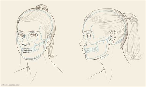 Jeff Searle The Human Skull Head Proportions Facial Proportions