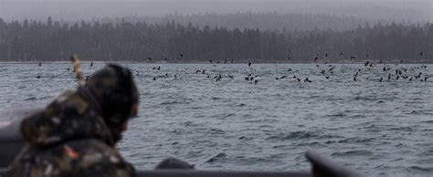 Hunt Sea Ducks With Kodiak Raspberry Island Remote Lodge