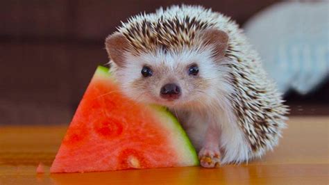 Really Cute Hedgehogs