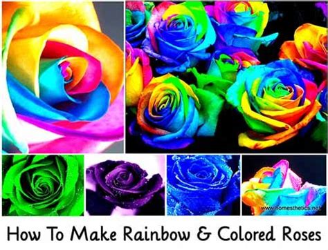 Image Rainbow Roses Rainbow Colors Rose Step By