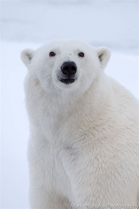 Polar Bear Portrait Polar Bear Portrait Taken During A Trip To