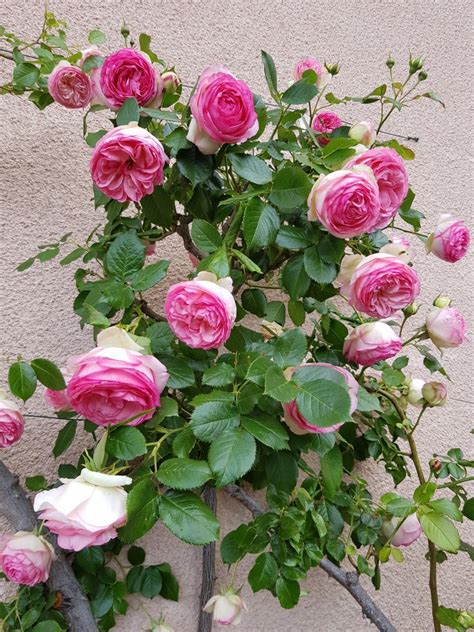 Roses Ducher Climbing Rose Pierre De Ronsard
