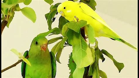 Parakeets Chirping And Singing Budgie Sounds Budgies Chirping Part Youtube