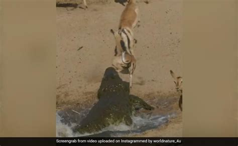 This Video Of Crocodile Sneaking Up On Deer Is Not For The Faint Hearted