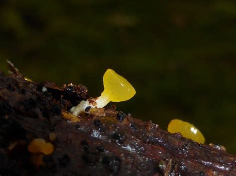 Yellow Stalked Jelly Fungi Project Noah