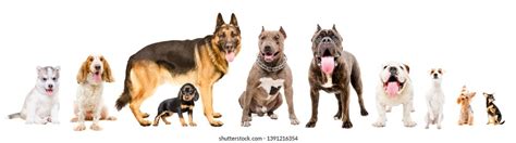 What Are The 10 Groups Of Dogs