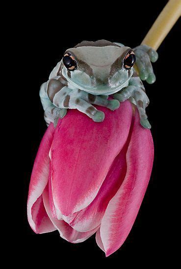 Pin By Ellen Bounds On My Mama Loved Frogs Animals Beautiful Cute