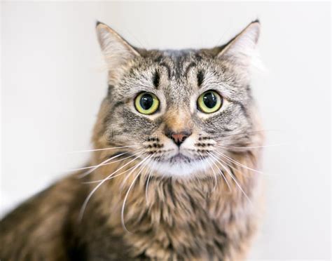 A Brown Tabby Domestic Medium Hair Cat With Dilated Pupils Stock Image
