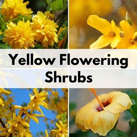 11 Stunning Yellow Flowering Bushes And Shrubs Low