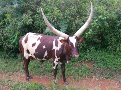 This Animal Is The Ankole Cow According To Wikipedia The Ankole