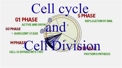 Cell Cycle Overview And Cell Division Youtube