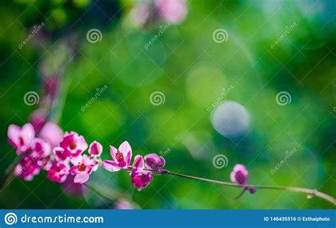 Pink Small Flowers In Green Nature Garden With Green Bokeh For