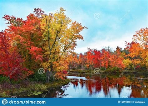 Gorgeous Fall Sugar Maple Trees With Reflection In A Lake