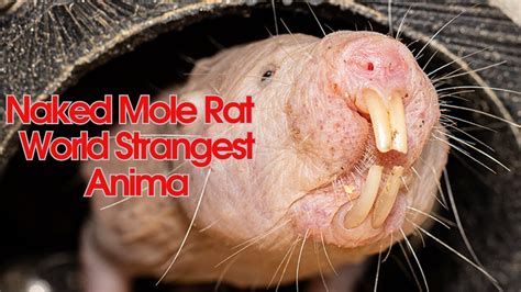 Naked Mole Rat World Strangest Anima Youtube