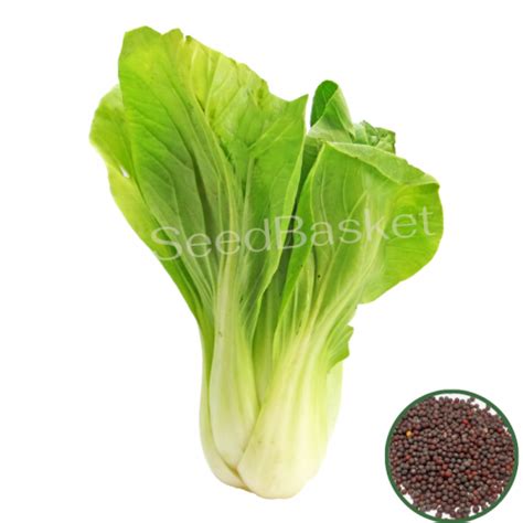 Pak Choi Seeds For Home Terrace Garden