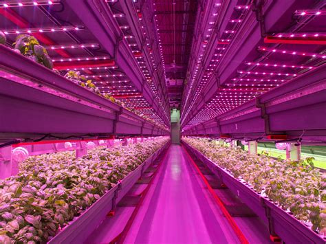 We did not find results for: How LEDs Are Making Weed Better | WIRED