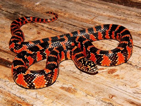 Super Red Florida Kingsnake Flickr Photo Sharing