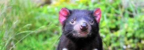 They inspire wonder and provide places for recreation. Animals and plants - Discover Tasmania