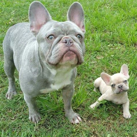 Looking for a dog name for your new french bulldog puppy or adopted family member? Blue French Bulldogs - Breed Information, Price, Facts ...