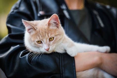 How To Rehome Your Cat In A Responsible And Humane Way 7 Ideas Pet Keen