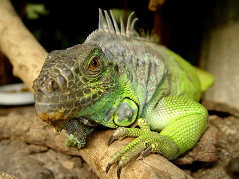 And regardless of whether you're looking for suggestions on the best pet reptiles for beginners or the best reptiles for children in general, you've come to the right place. 10 Pet Lizards That Don't Need to Eat Live Food | PetHelpful