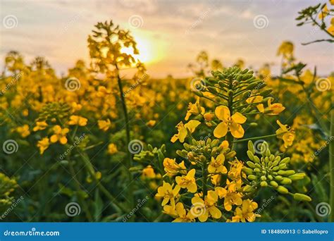 Rapeseed Fields Yellow Flowers At Sunset Light Agricultural Landscape