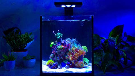 Nano Reef Tank Update Month Three No Skimmer Youtube