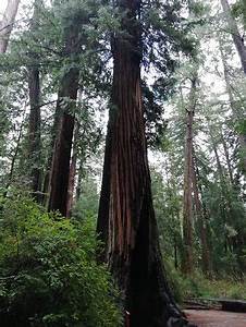 Big Basin Redwoods State Park Boulder Creek All You Need To Know