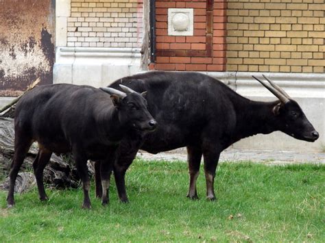 Bubalus Depressicornis Anoa Pair Zoochat