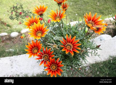 Gazania Orange Beauty Hi Res Stock Photography And Images Alamy