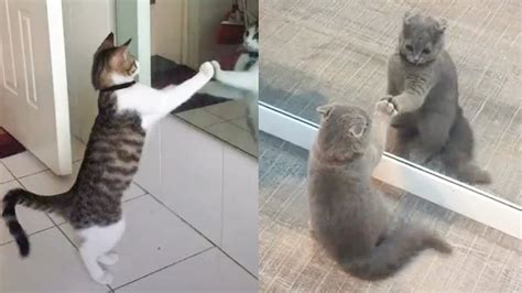 Cat Reaction To Cat Mirror Funny Cat Mirror Reaction Compilation