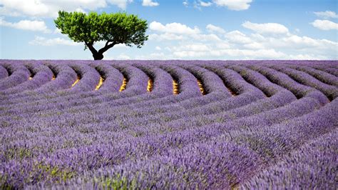 Lavender Field 4k Provence France Meadows Lavender Tree Sky Hd