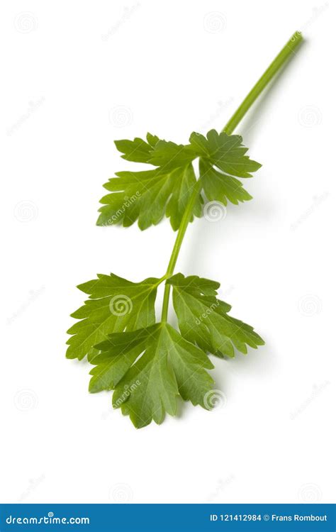 Single Twig Of Fresh Green Lovage Stock Photo Image Of Organic