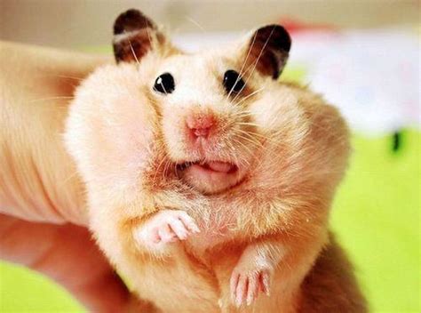 All Funnycutecool And Amazing Animals Funny Hamster Images And