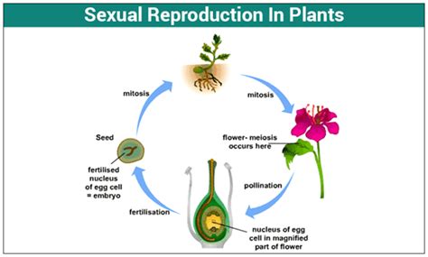 Ncert Class Vii Science Solutions Chapter 12 Reproduction In Plants