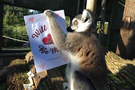 Valentines Day 2015 Meerkats Give Hugs And Lemurs Get