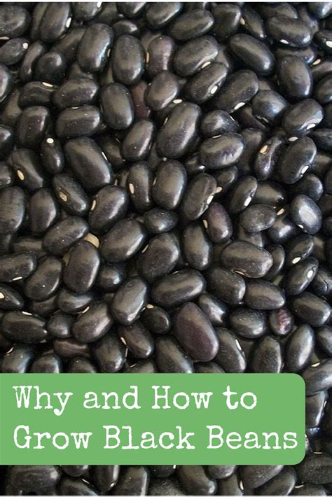 Why And How To Grow Black Beans Backdoor Survival In 2023 Growing