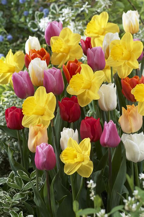 Daffodils And Tulips Together Flowers And Gardens Pinterest