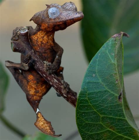 Different Types Of Leaf Tailed Gecko Lizards Pethelpful