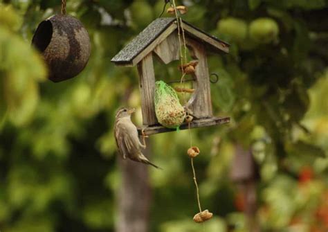 Maybe you would like to learn more about one of these? Wie man freilebenden Tieren mit dem eigenen Garten helfen ...