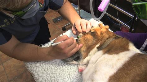 Meibomian Gland Cyst Dog