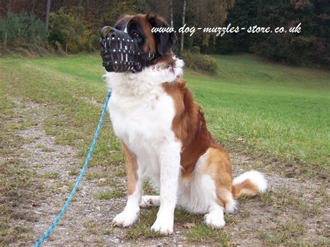 Male saints will grow as tall as 28 to 30 inches (71 to 76 cm) and weigh as much as 140 to 180 pounds (63 to 81 kg). St Bernard Muzzle Strong Leather Basket | Big Dog Muzzle ...