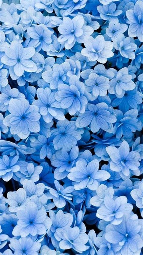 Blue Flowers Phone Wallpapers Top Hình Ảnh Đẹp