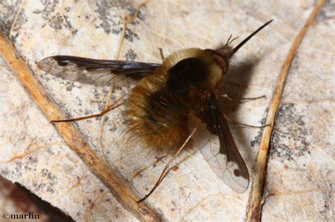 Bees have extremely long tongues, some longer than others, they say if humans had the same length of tongue it would reach the floor! Bee Fly - Bombylius major - North American Insects & Spiders