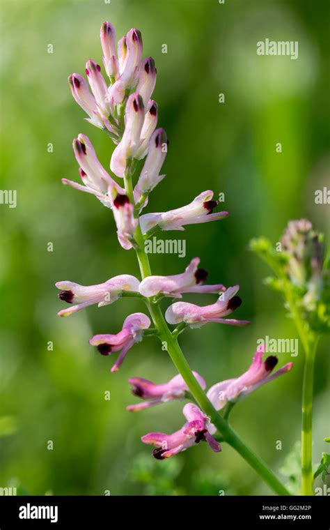 White Ramping Fumitory Fumaria Capreolata Stock Photo Alamy