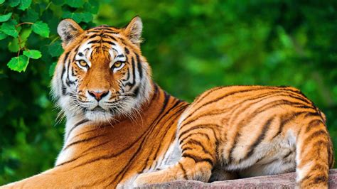 Fondos De Pantalla Animales Naturaleza Tigre Fauna Silvestre