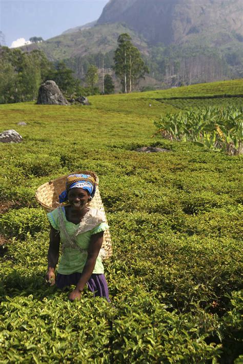 Malawi Blantyre Female Tea Picker At Work Stock Photo