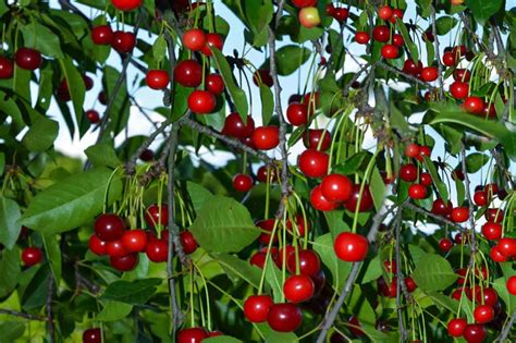 9 Best Fruit Plants To Grow In Your Garden