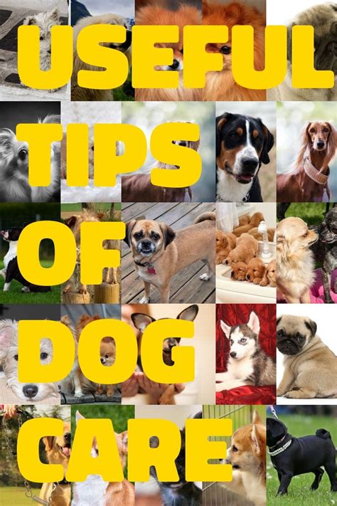 Read This Article To Get Answers To Your Questions About Dogs Dog